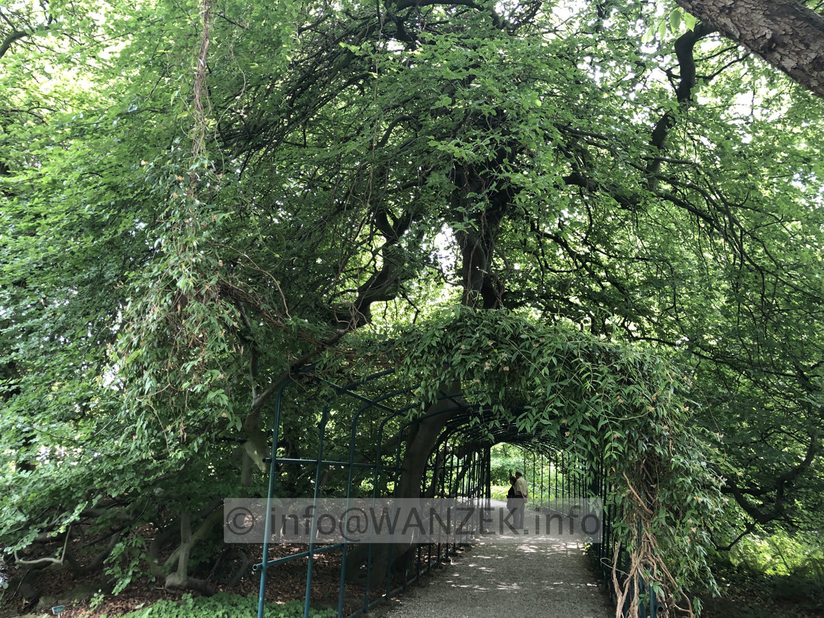 Fagus sylvatica Tortuosa (Suentelensis) - Berggarten 01.JPG